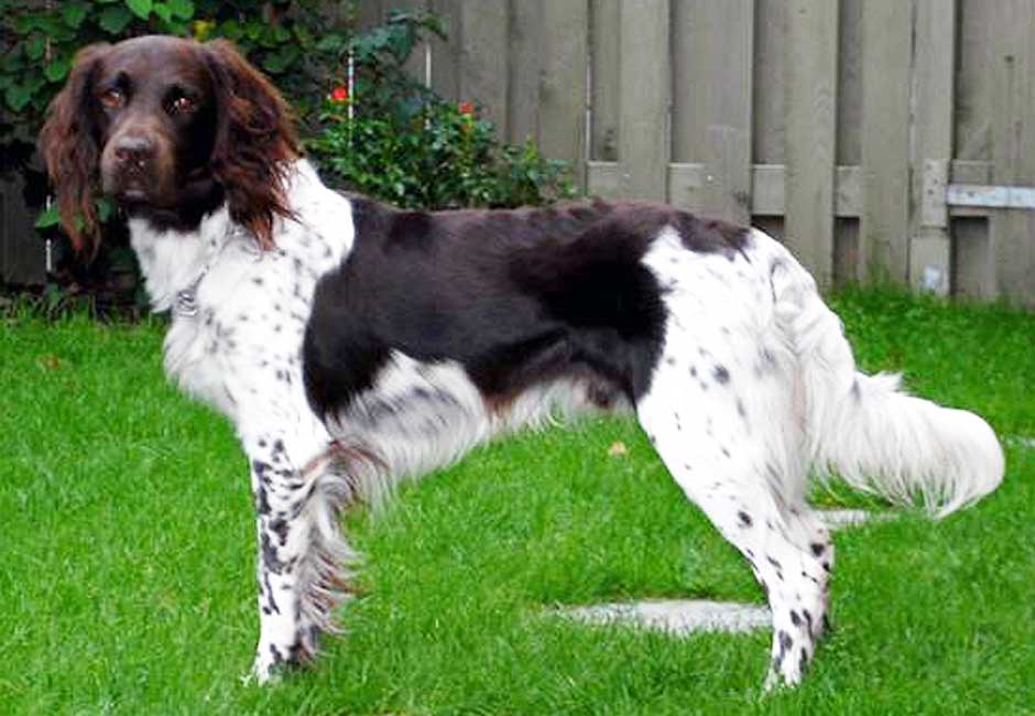 DK09705-2009_Fuglevangs_Jaco