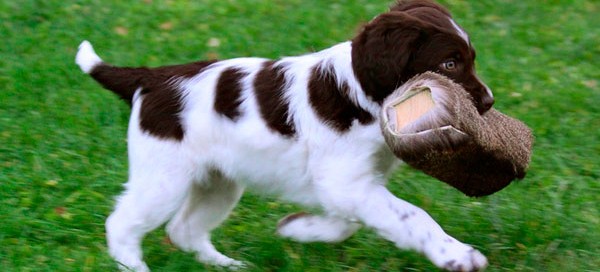 Find din Münsterländer hvalp nu