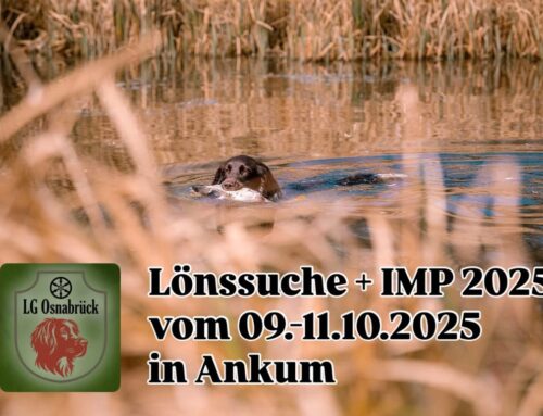IMP- Internationale Münsterländer Prüfung 